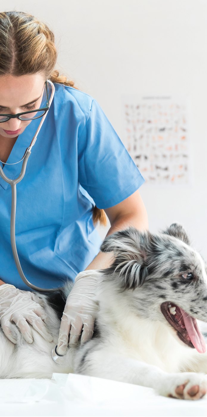A veterinarian examining a dog on an exam table