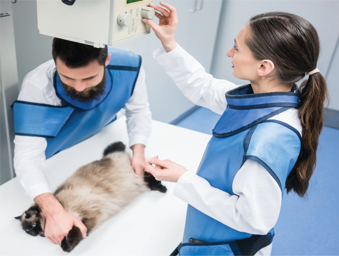 Two veterinary staff positioning a cat for a radiograph