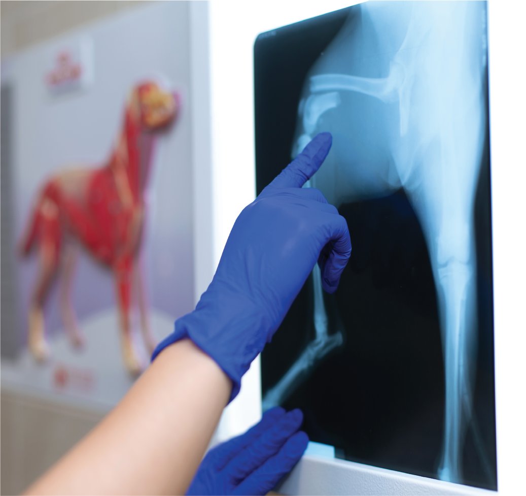A gloved hand pointing at a radiograph beside an anatomical model of a dog
